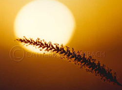 Reed in the Hawaiian Sun